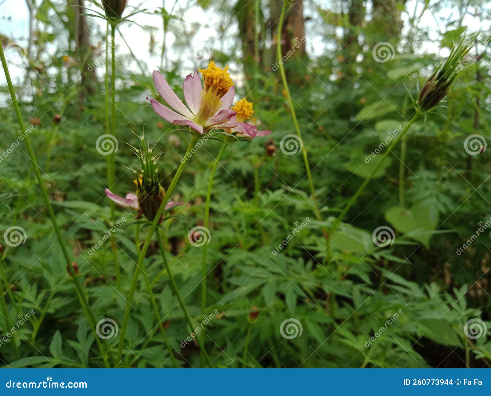 This Cosmos Can Be Eaten, Note the Leaves are Not the Flowers Stock