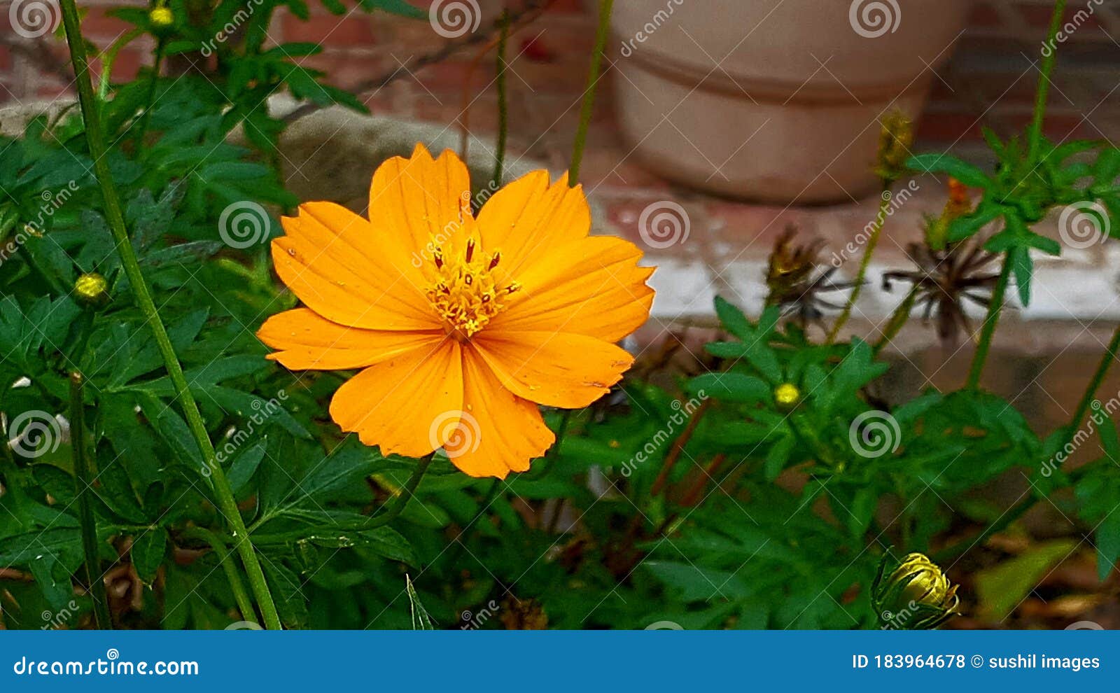 Cosmos Caudatus Est Une Plante Annuelle Du Genre Cosmos Portant Des  Fleurons Rose Pourpre Ou Blanc. Il Est Originaire De L'amériqu Photo stock  - Image du automne, produit: 183964678