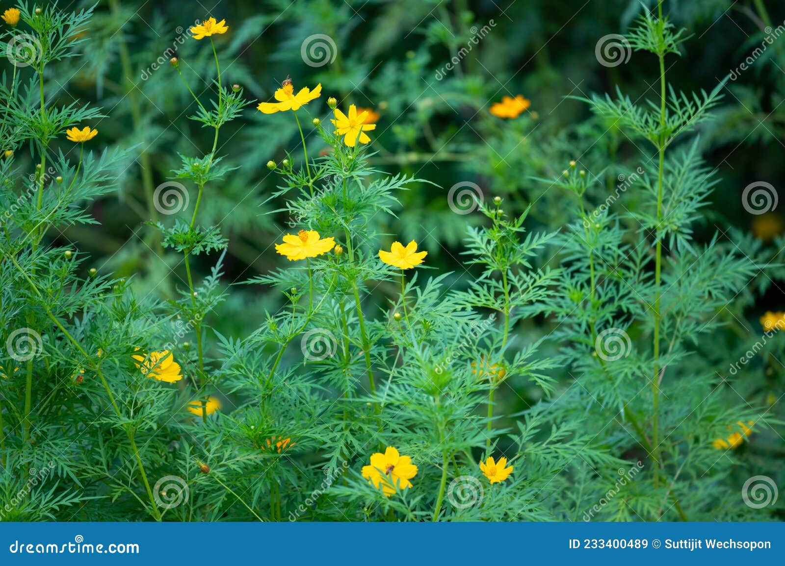 Cosmos De Soufre Ou Fleurs De Cosmos Jaunes Fleurissant Dans Le Champ.  Plante Avec Pétales Colorés Et Feuilles Vertes Sur Le Flou Image stock -  Image du fermer, vert: 233400489