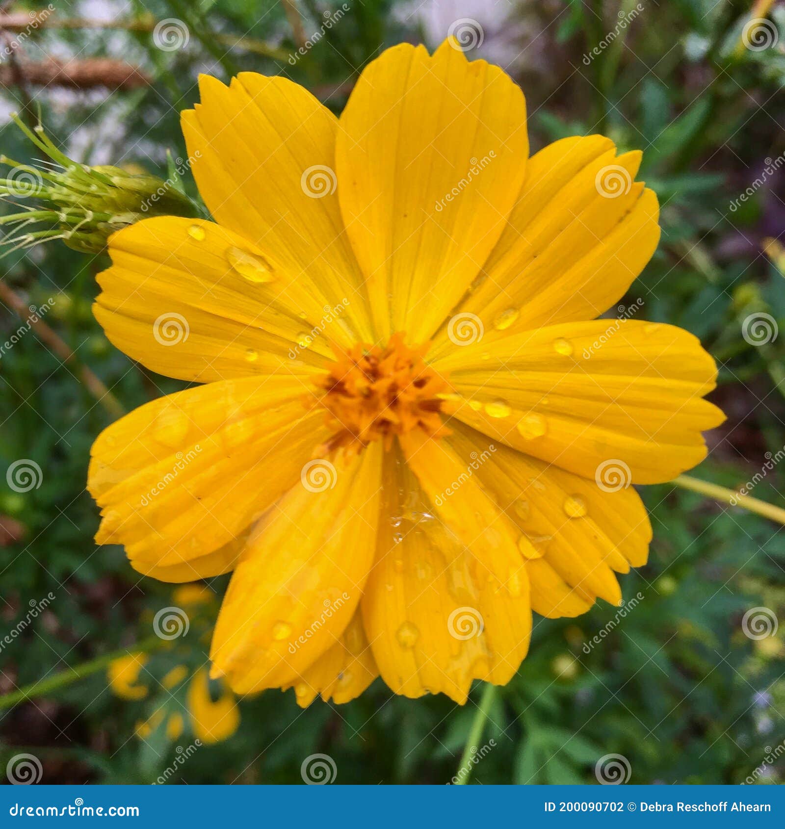 Cosmos De Soufre De Sulphureus Du Cosmos Et Cosmos Jaune Photo stock -  Image du centrales, ornemental: 200090702