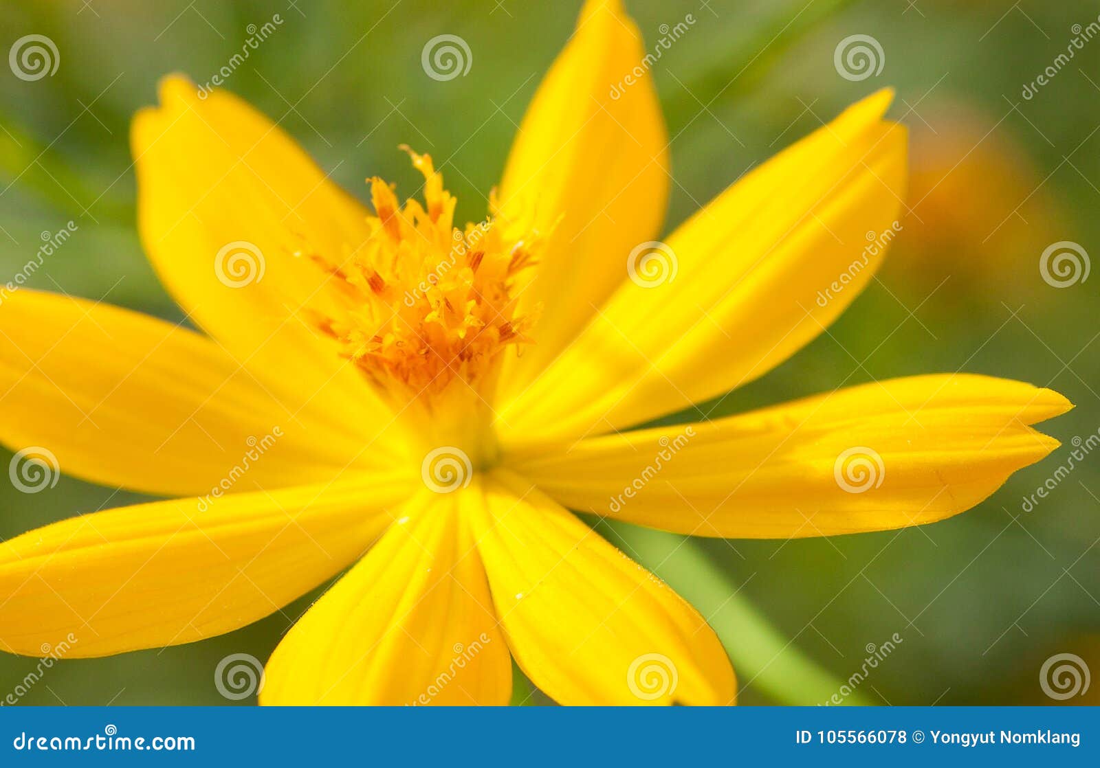 Cosmos Do Enxofre, Cosmos Amarelo, Estrela Amarela Ou Flor Amarela Foto de  Stock - Imagem de bonito, nave: 105566078