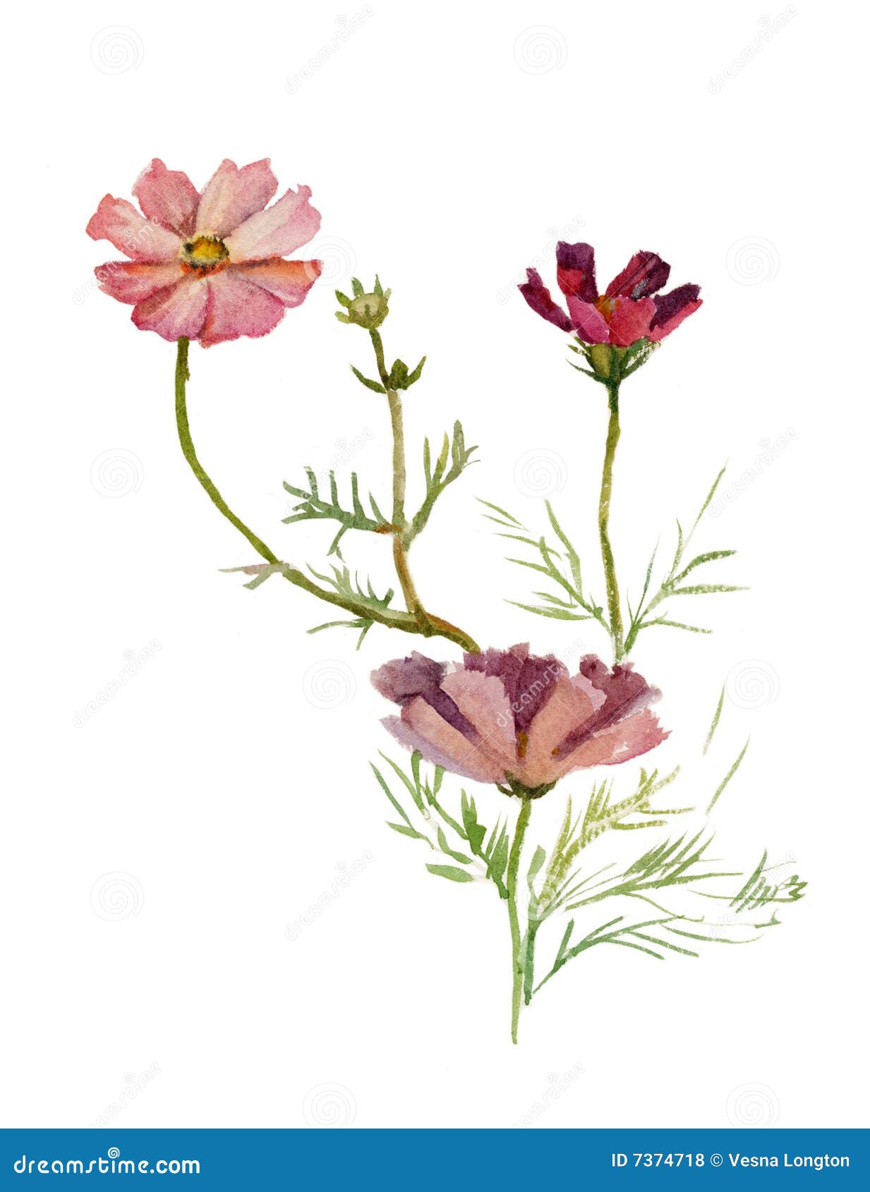 clipart of cosmos flower - photo #38