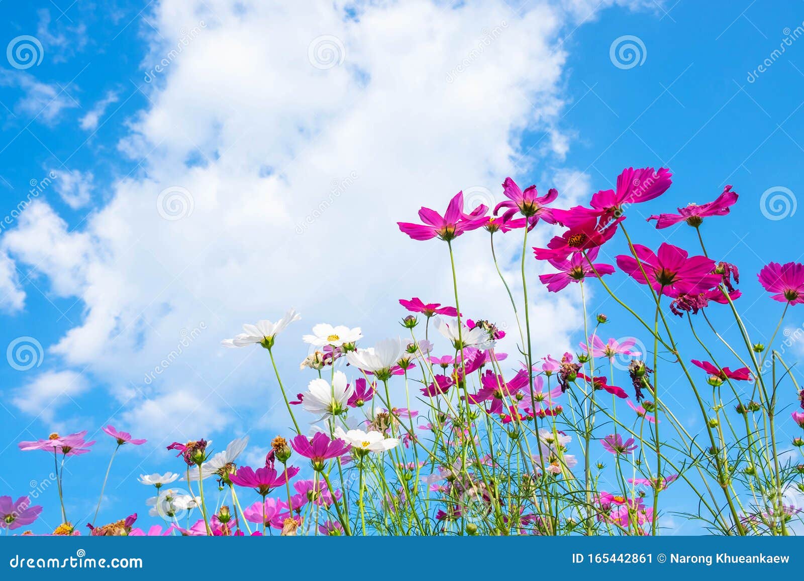 Cosmos Flower Background and Blue Sky Stock Image - Image of heaven