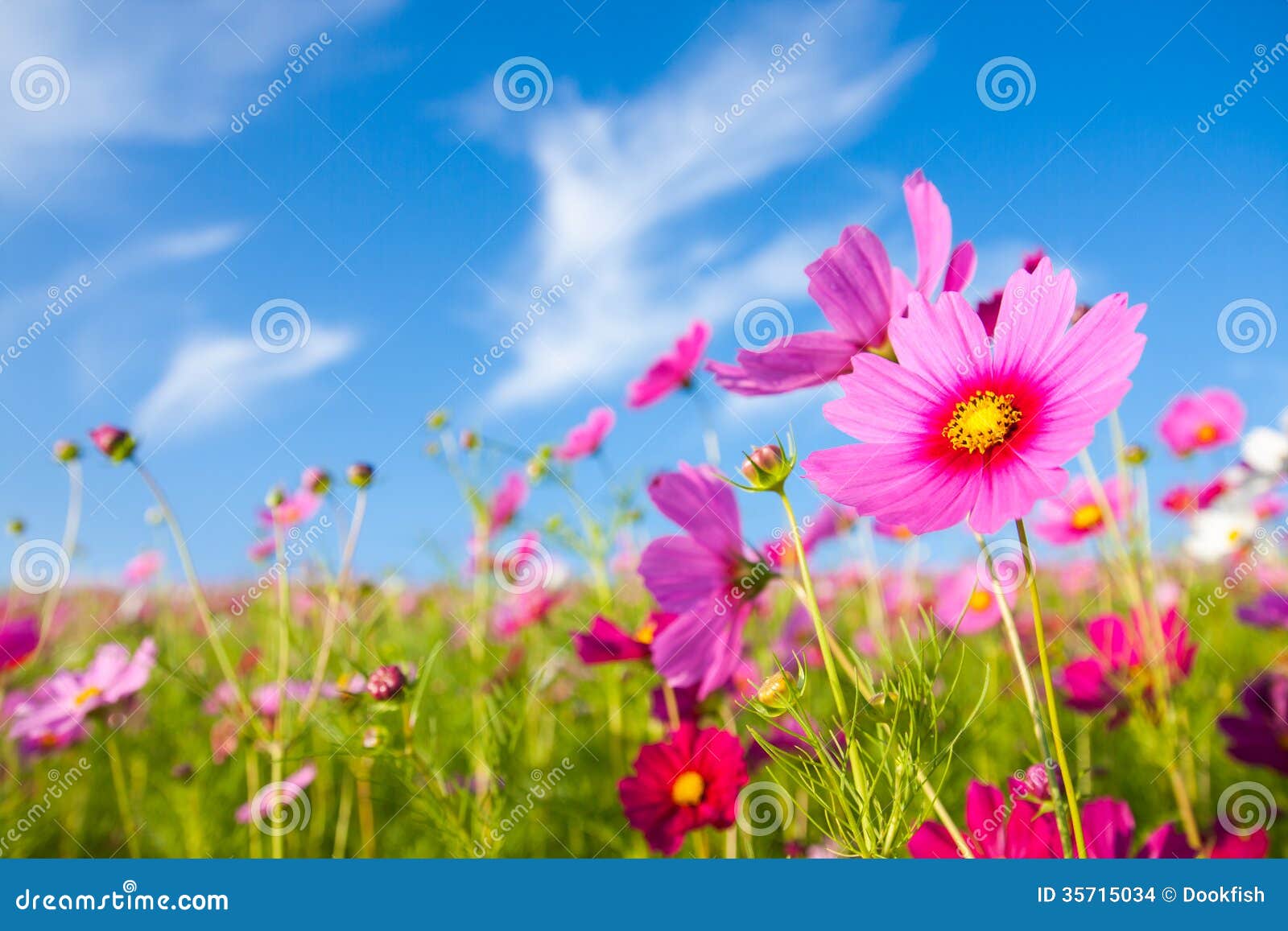 the cosmos flower field