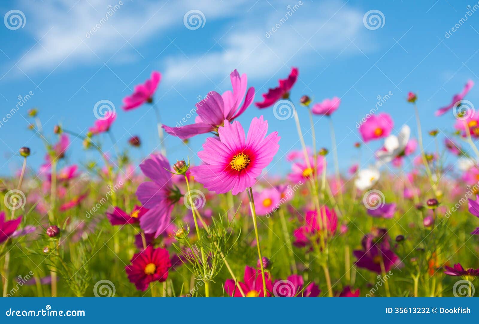 the cosmos flower field