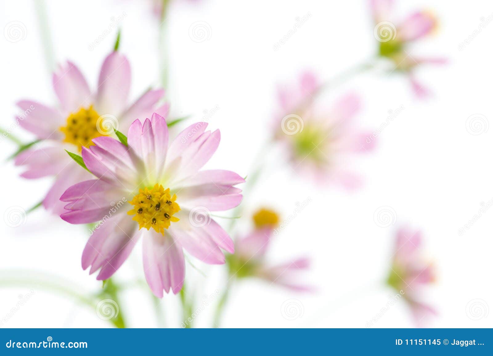 clipart of cosmos flower - photo #22