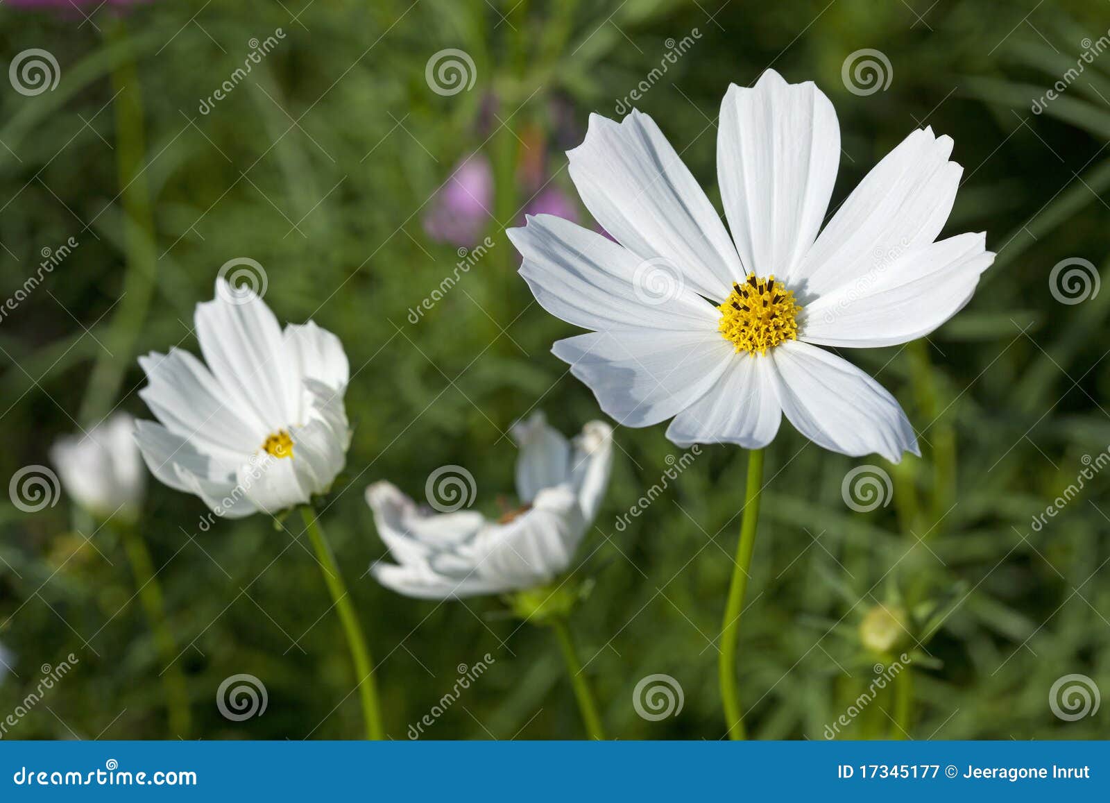 clipart of cosmos flower - photo #46