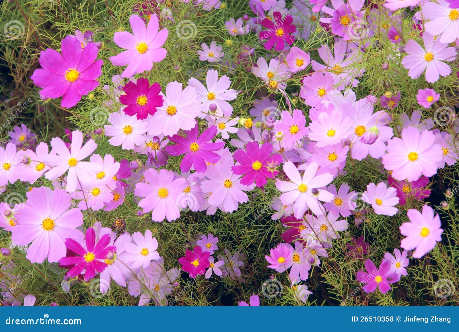 cosmos flowers