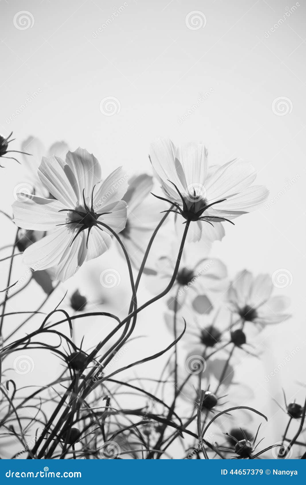 Cosmos Flowers Stock Image Image Of Black Garden Botany 44657379