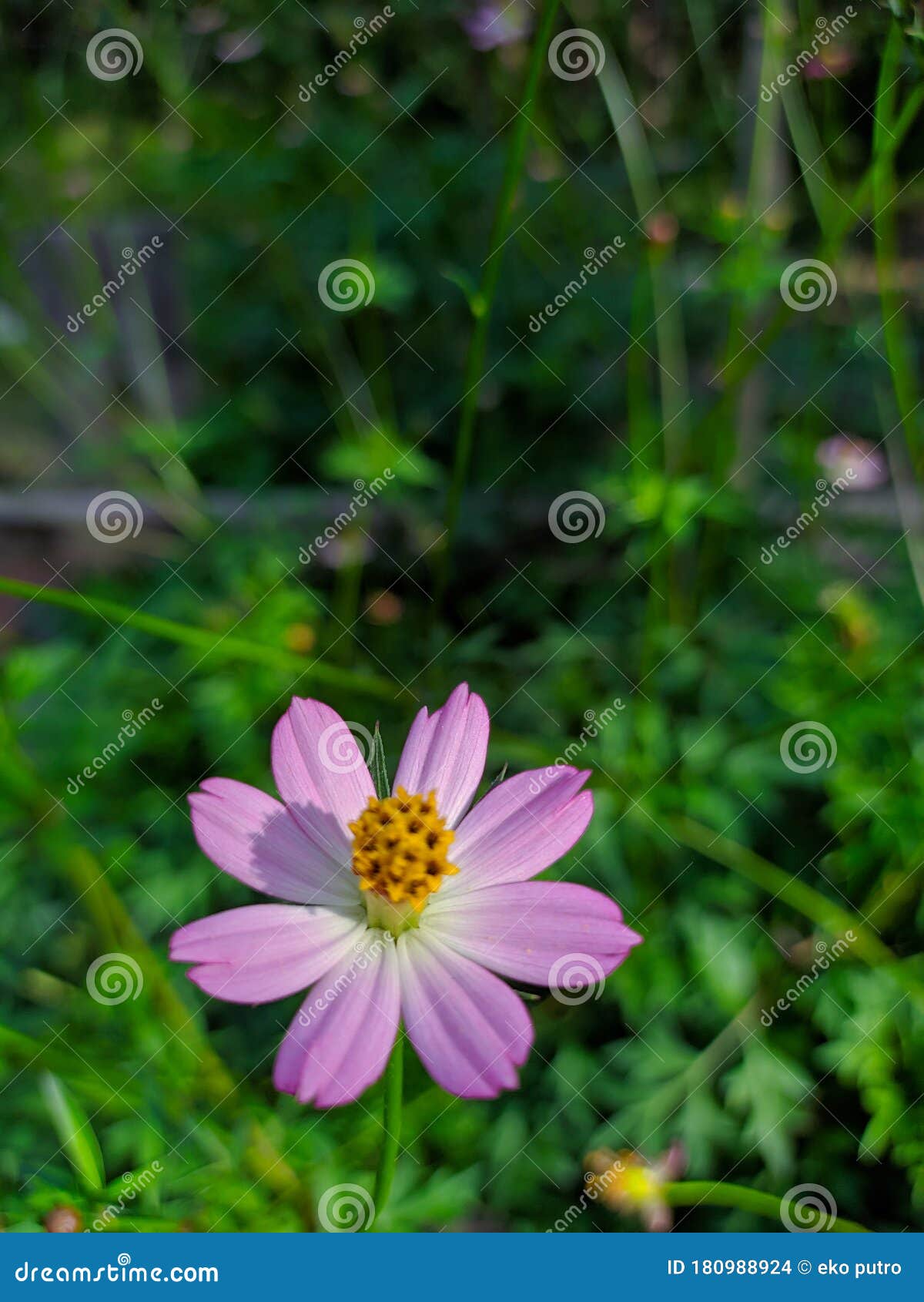 Cosmos Flowers Bloom in the Garden Stock Photo Image of cosmos, pink