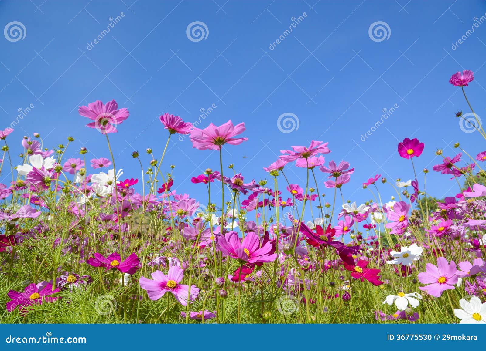 cosmos flowers with the blue sky