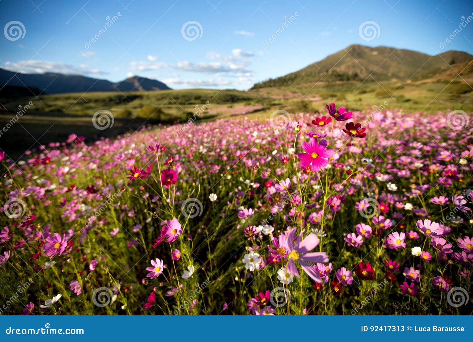 cosmos flowers colours