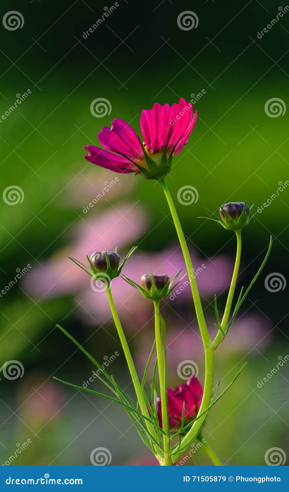 Cosmos Flowers at Flower Plantation in Thap, Vietnam Stock Image - Image of  plantation, flower: 71505879