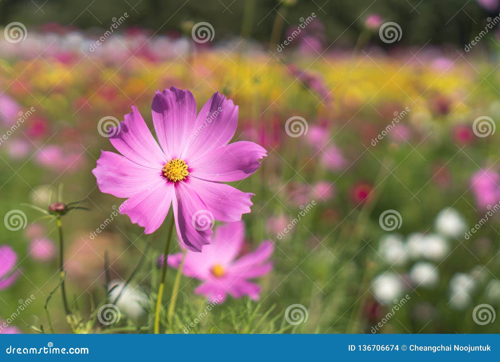 Cosmos Flowers that are Full Bloom Stock Photo Image of blooming