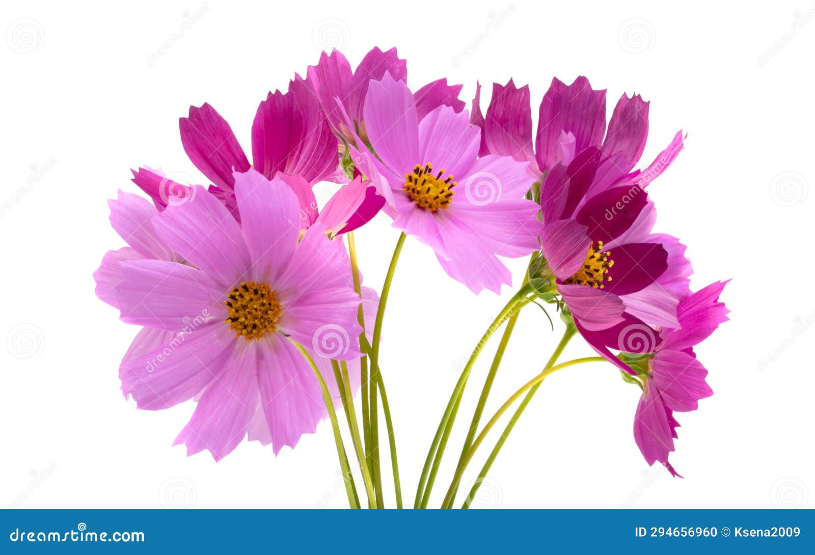 Cosmos flowers isolated stock photo. Image of romantic 294656960