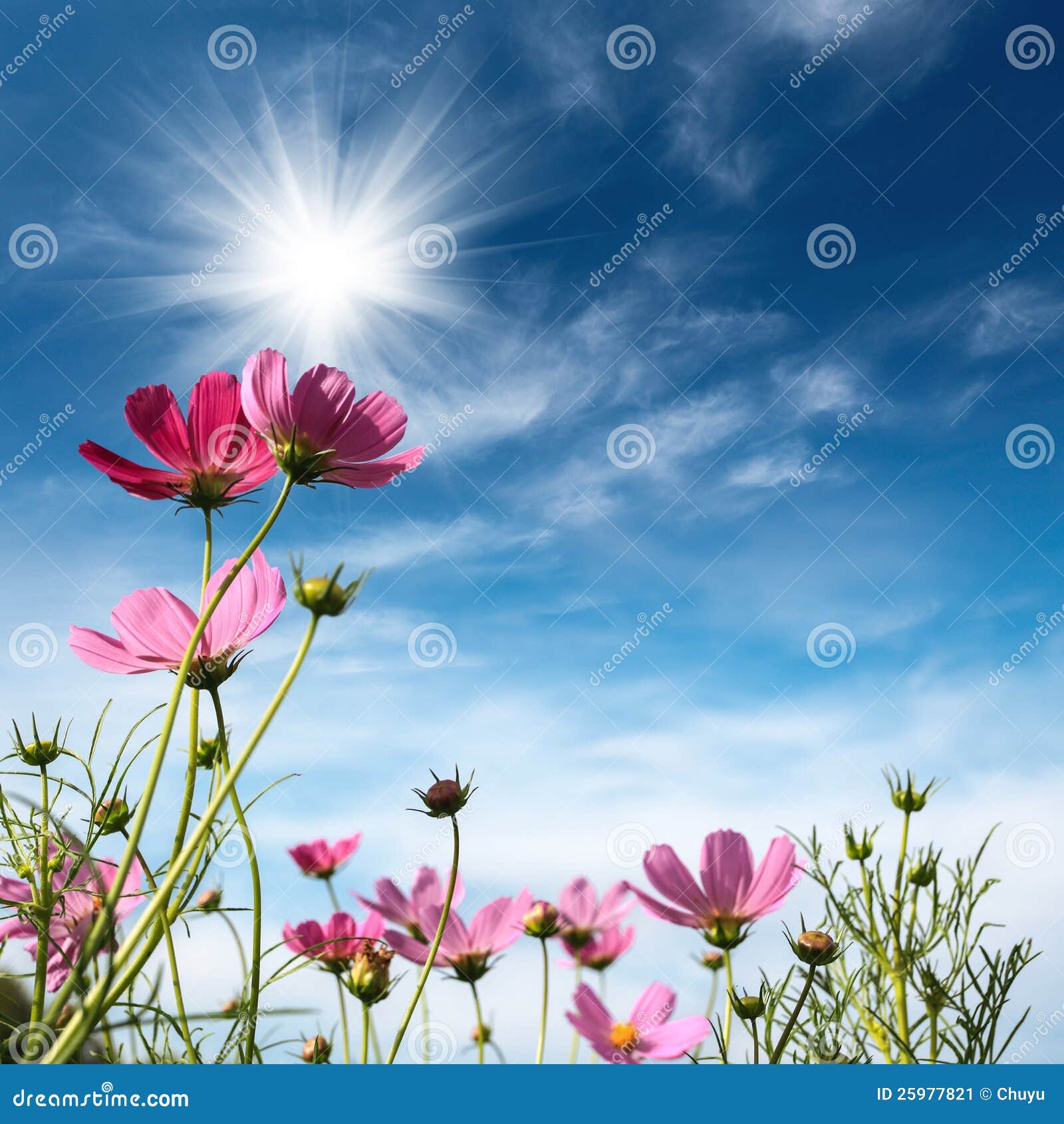 Cosmos Flowers Under the Sky Stock Image Image of park, blue 25977821