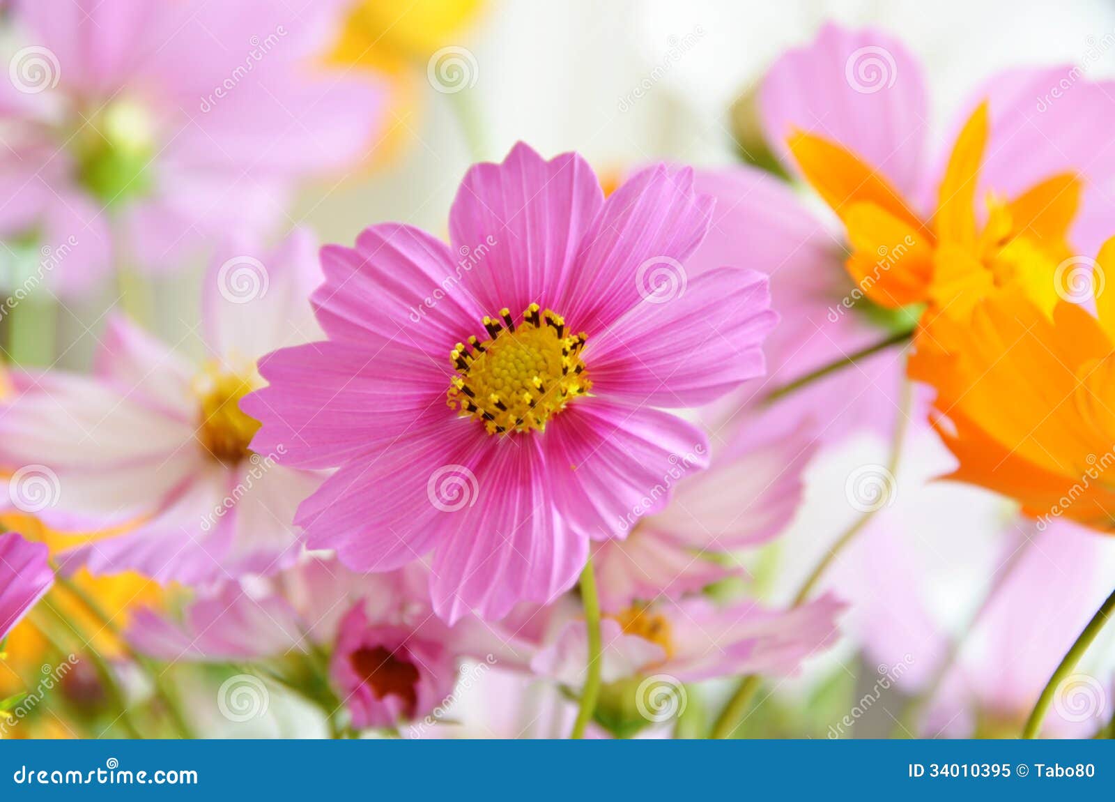 clipart of cosmos flower - photo #44