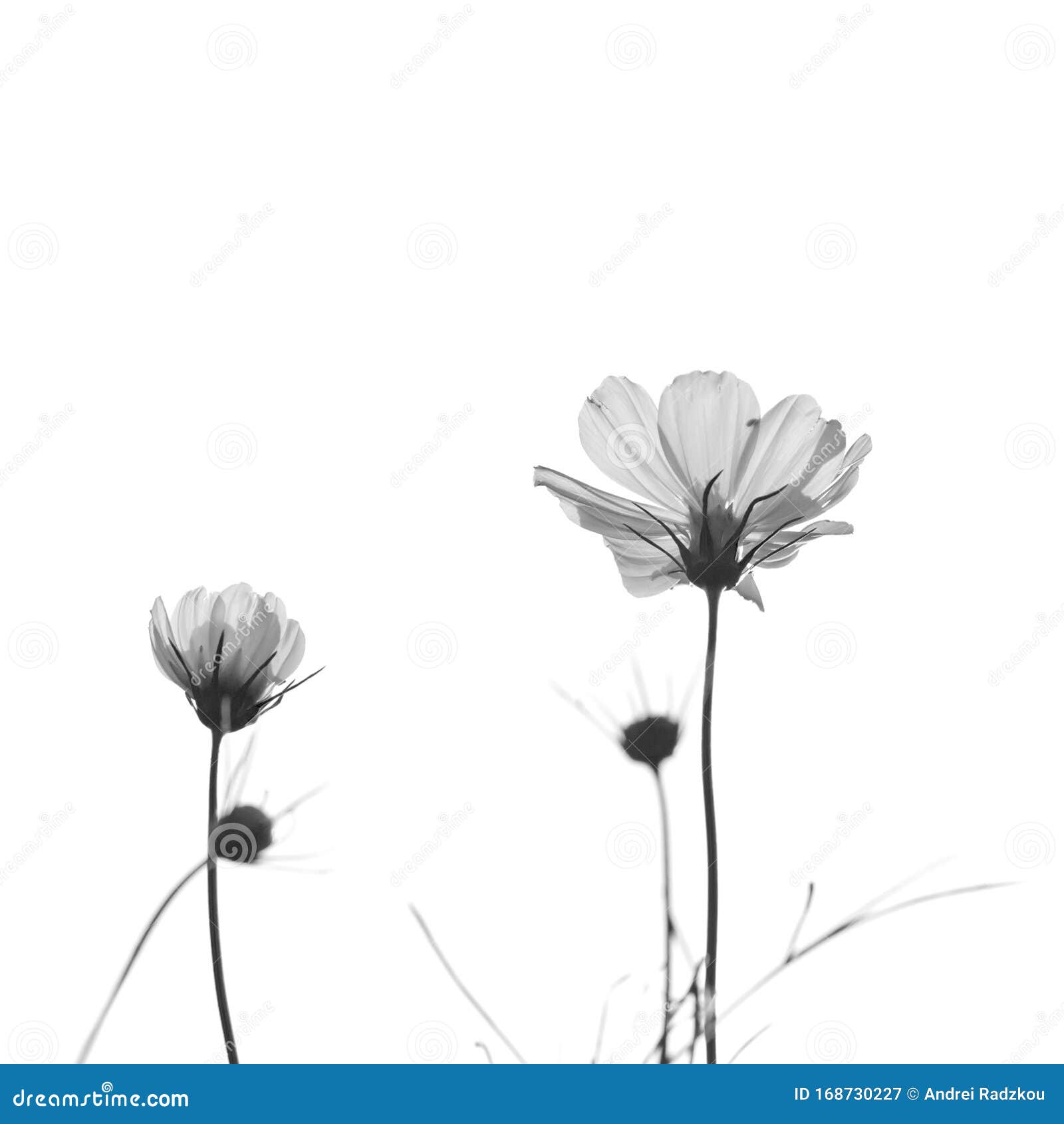 Cosmos Flowers Only Minimal Black And White Photo Stock Image Image Of Nature Delicate 168730227
