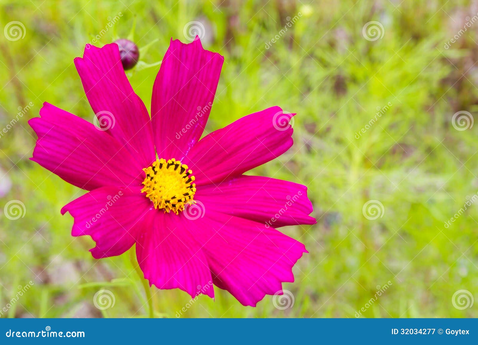 Cosmos stock image. Image of romantic, gyeongju, macro 32034277