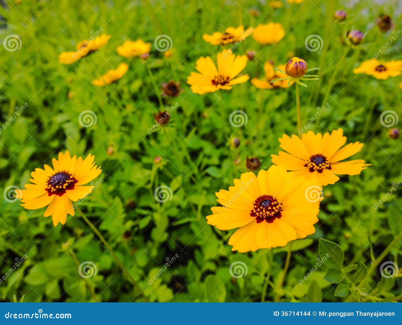 Cosmos jaune. photo stock. Image du nature, frais, fleur - 36714144