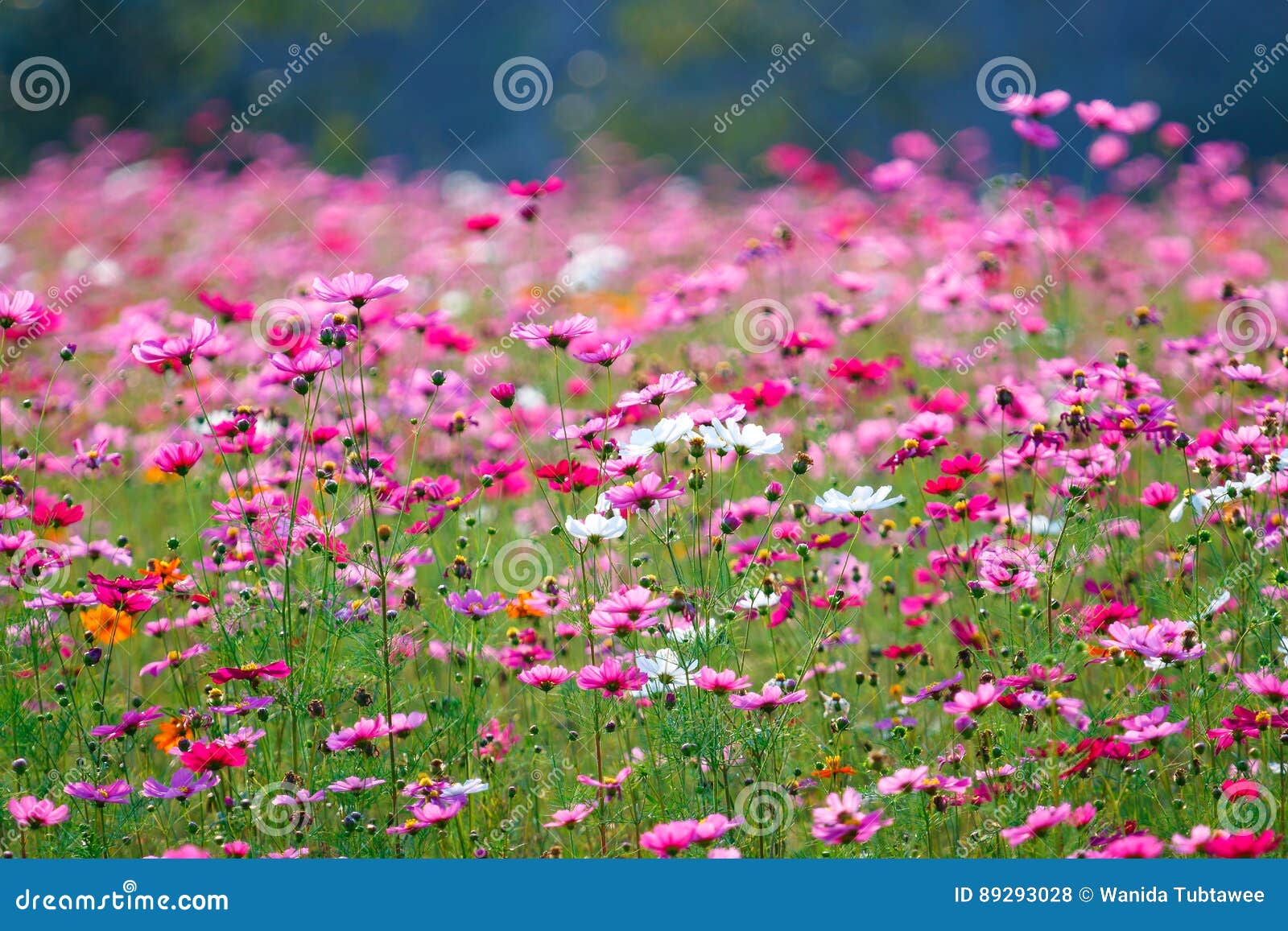 Cosmos, Rose De Cosmos, Fleur De Cosmos, Fleur Photo stock - Image du  beauté, bleu: 89293028