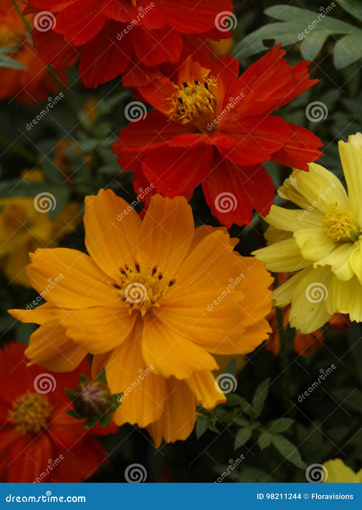 cosmos sulphureus brightness mixed 04