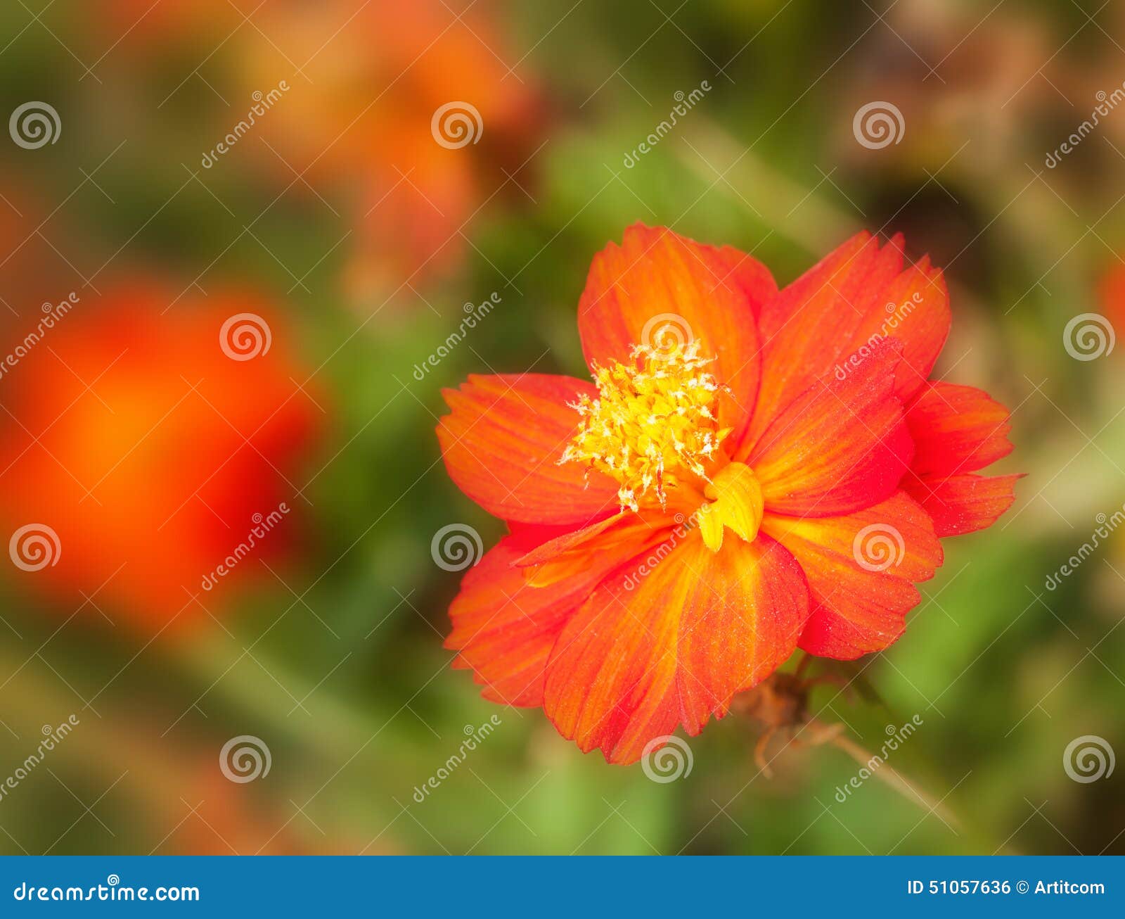 cosmos sulphureus cav, compositae, cosmos, mexican aster