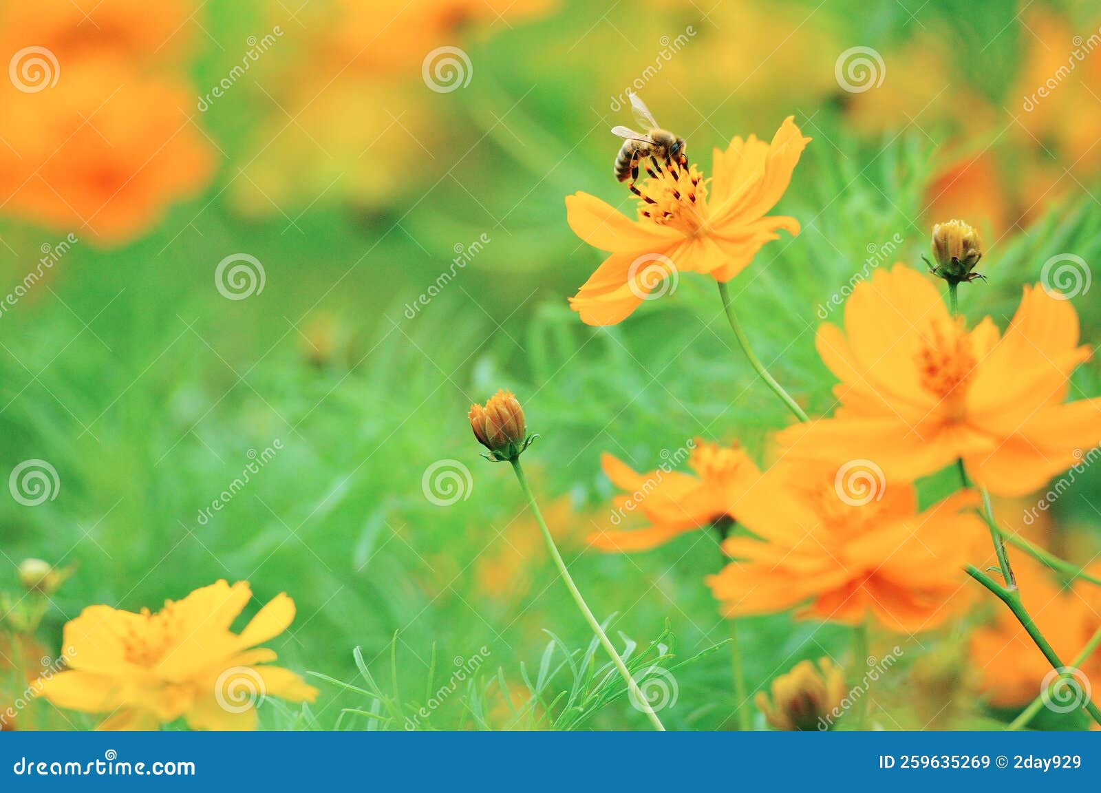 cosmos sulphureus and honey bee, nature, flower, spring