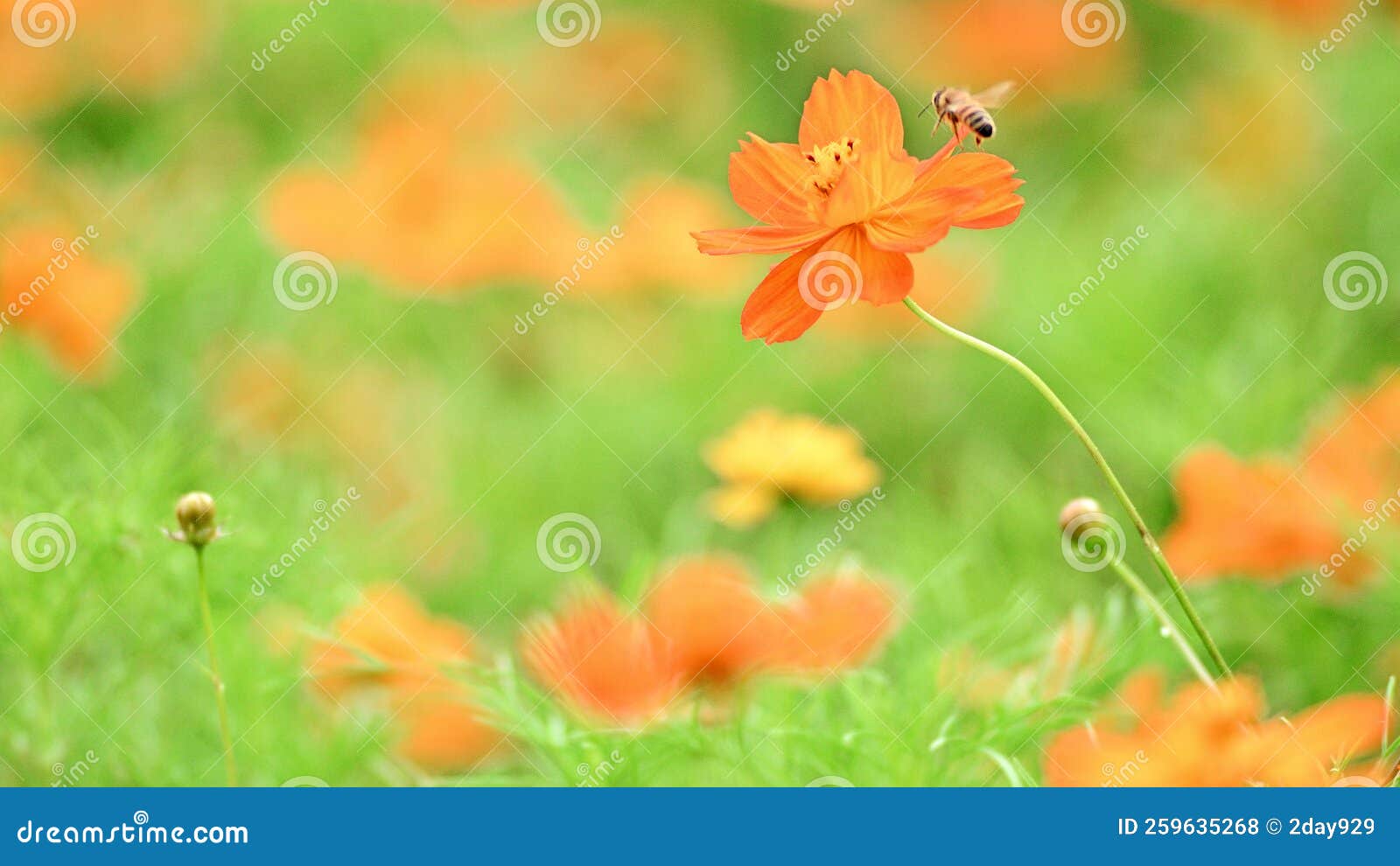 cosmos sulphureus and honey bee, nature, flower, spring, banner