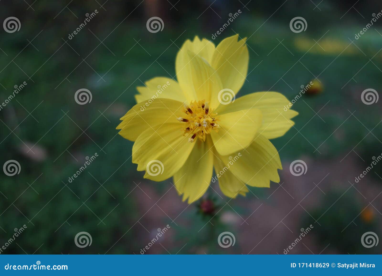 Download 1 197 Yellow Sulfur Cosmos Flower Photos Free Royalty Free Stock Photos From Dreamstime PSD Mockup Templates