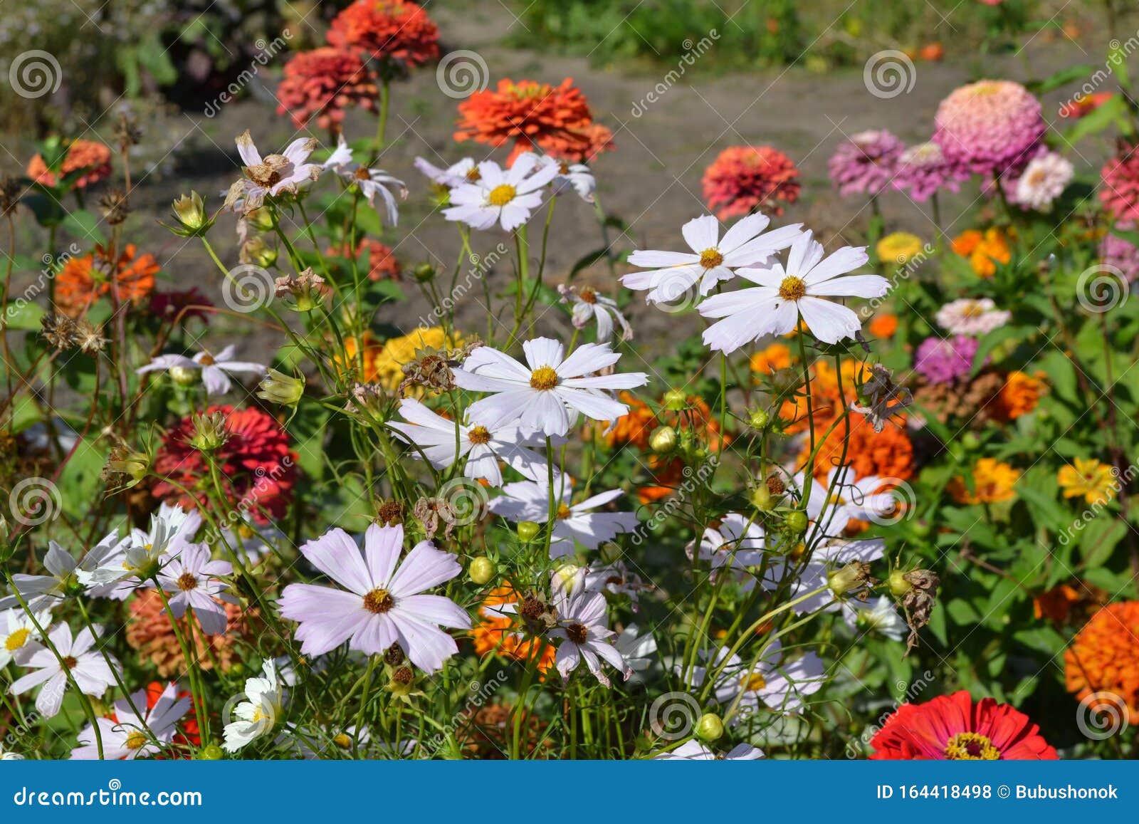 Cosmos, Un Genre De Plantes Annuelles Et Vivaces De La Famille Asteraceae  Photo stock - Image du pastel, aster: 164418498