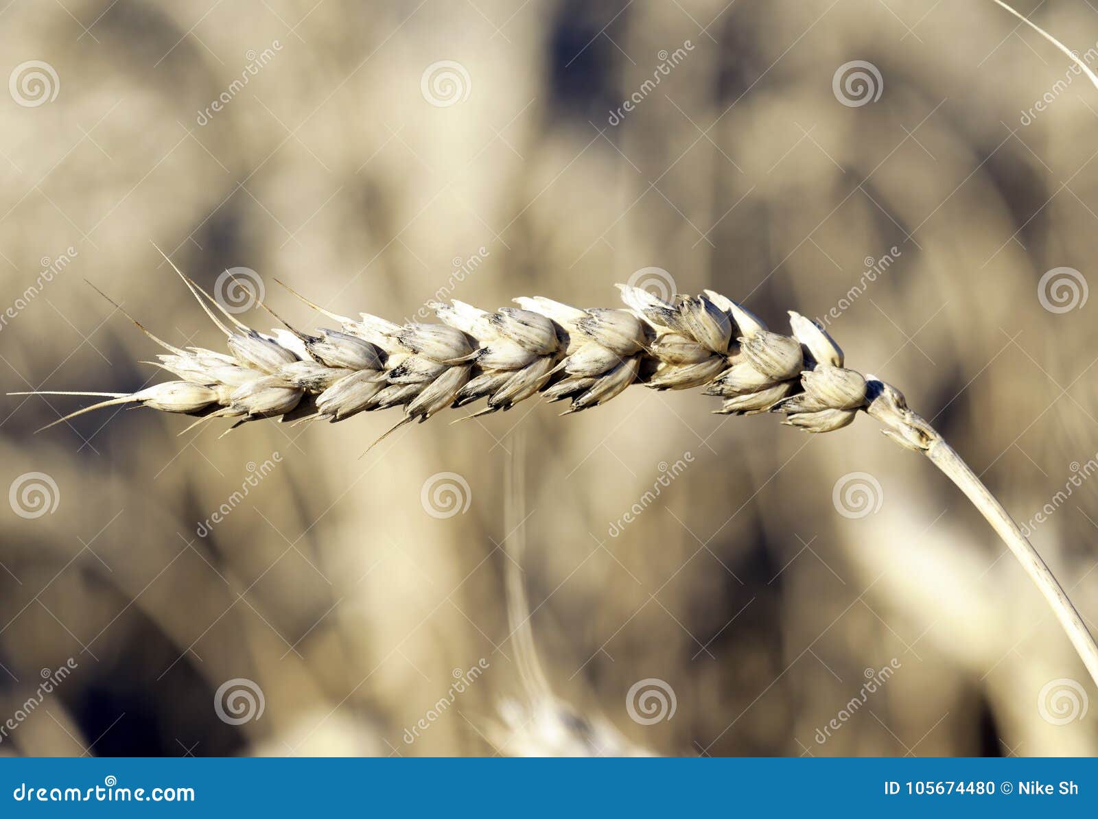 Cosse de blé photo stock. Image du farine, texture, largement