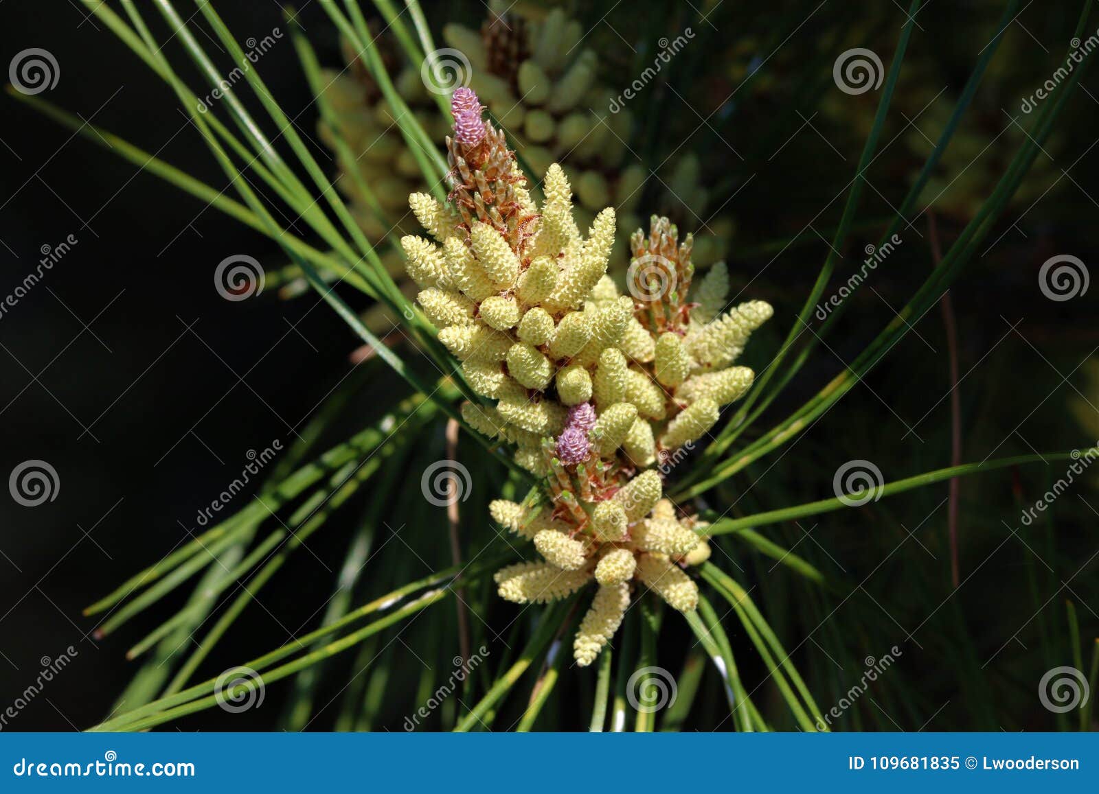 Cosses de pollen de pin image stock. Image du arbre - 109681835