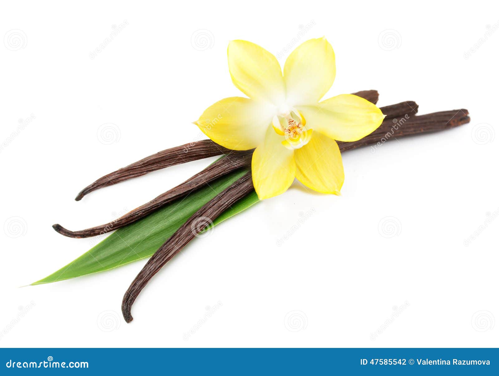 Cosses Et Fleur De Vanille D'isolement Photo stock - Image du épice