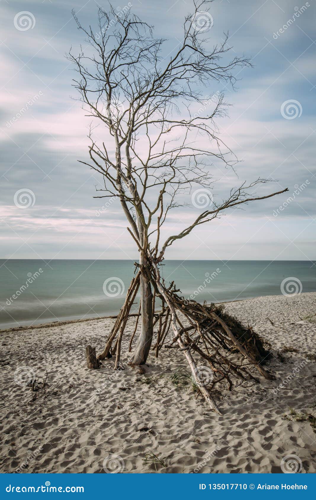 Costa de mar Báltico con un árbol nudoso - exposición larga. La costa de mar Báltico con un árbol nudoso en el penisula Fischland-Darss llamó el â€œWeststrand