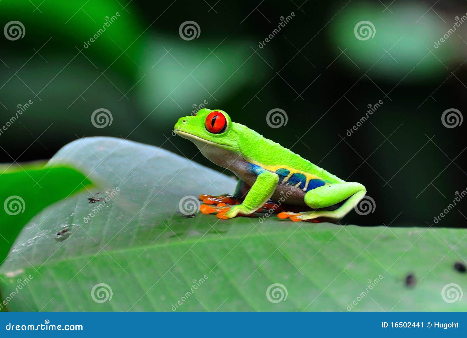 costa rica red eye tree frog