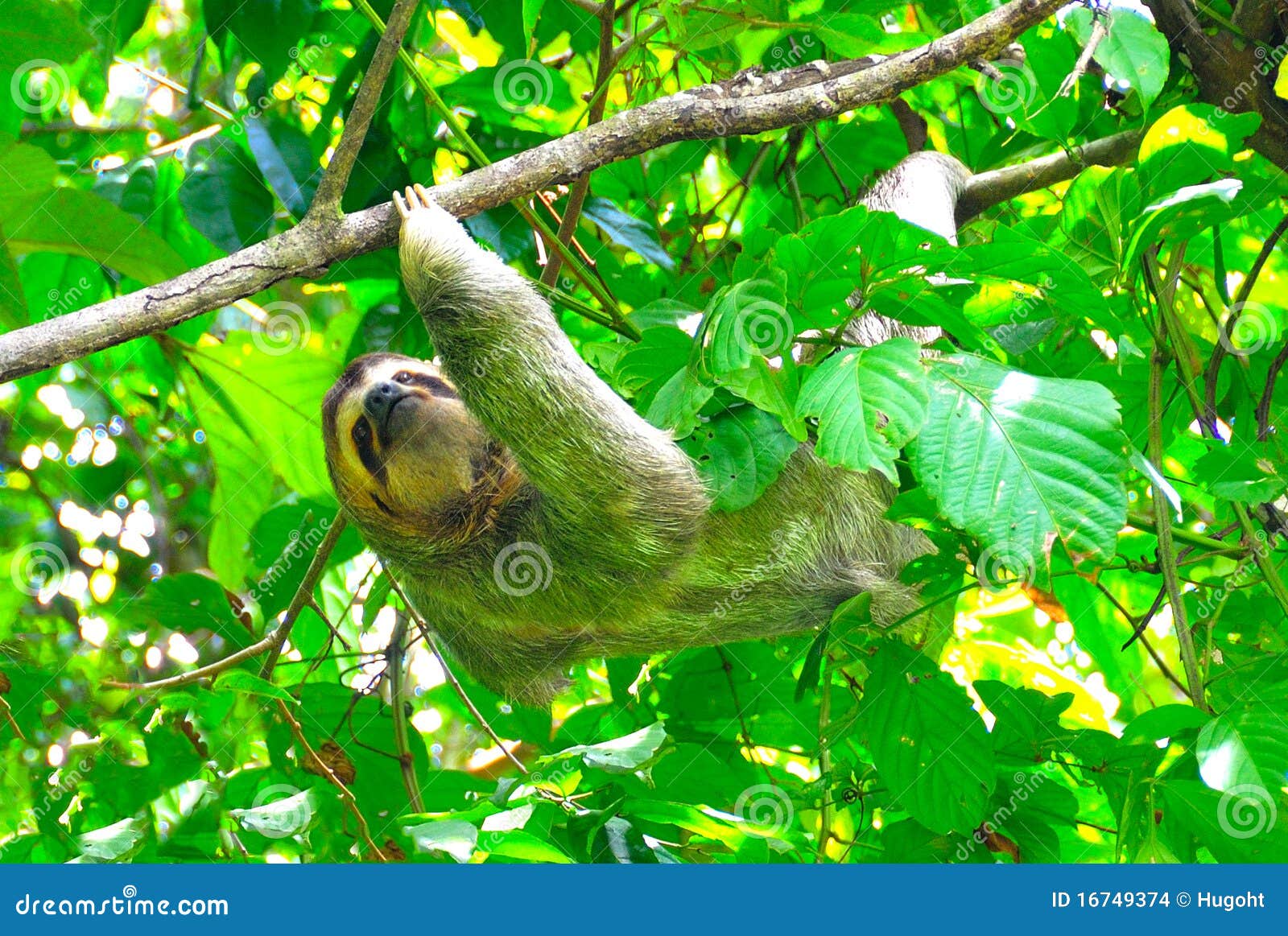 costa rica sloth