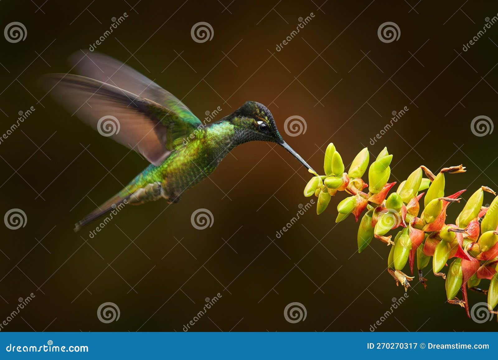 costa rica wildlife. talamanca hummingbird, eugenes spectabilis, flying next to beautiful orange flower with green forest in the