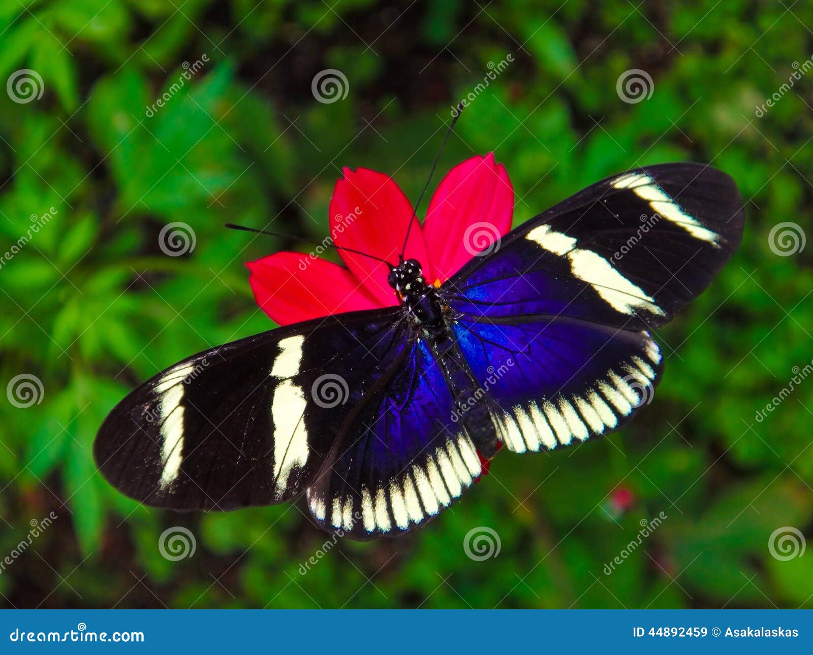 costa rican butterfly