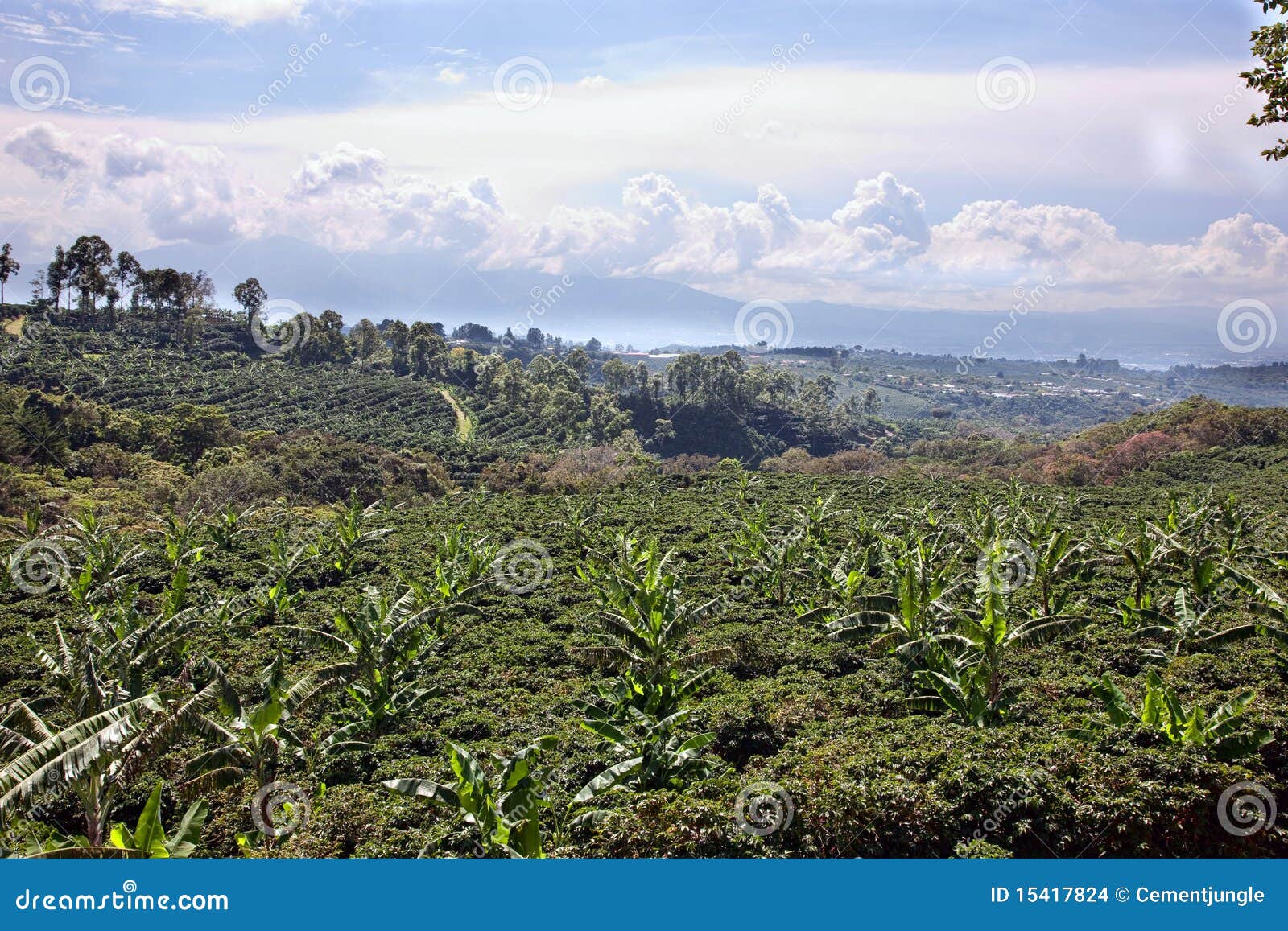 Costa Rican Coffee Plantation Stock Photo Image of crop, tropical