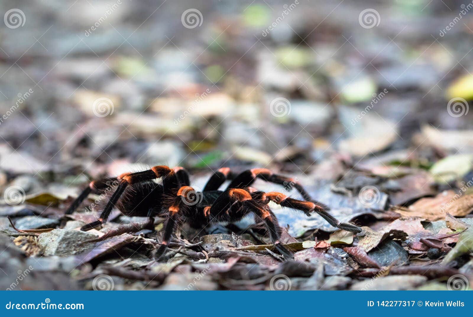 Costa Rican Orange-kneed Tarantula Megaphobema Mesomelas Stock Image ...