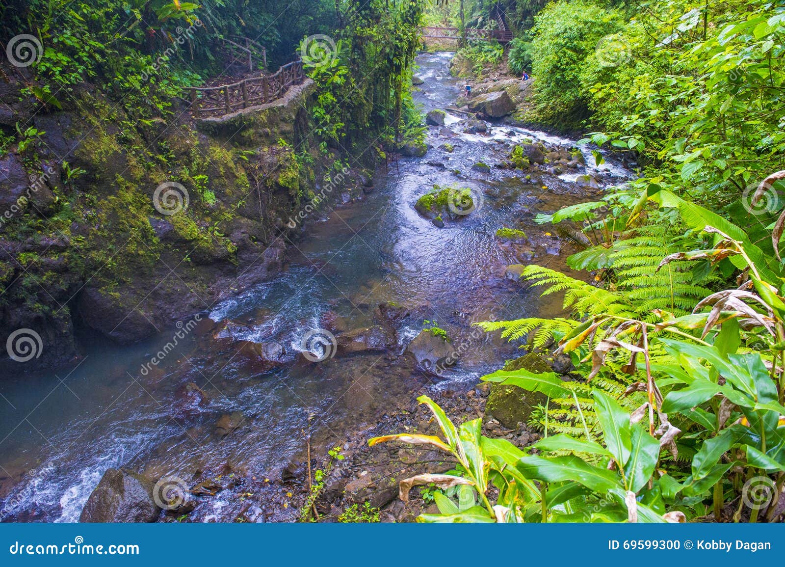 Costa Rican rain forest stock photo. Image of nature - 69599300