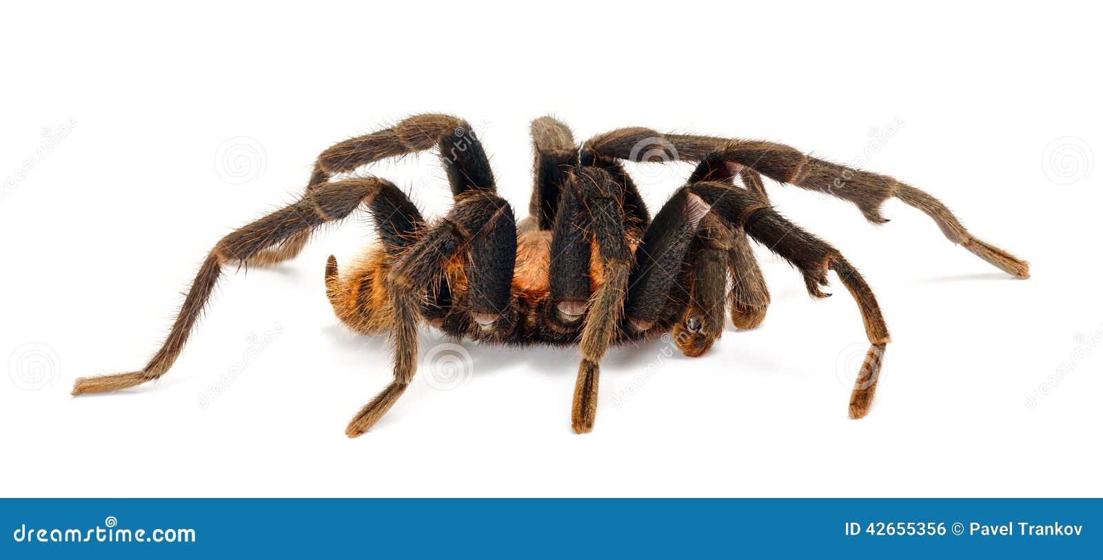 Costa Rican Tiger Rump Op Witte Achtergrond Stock Foto Image of wild