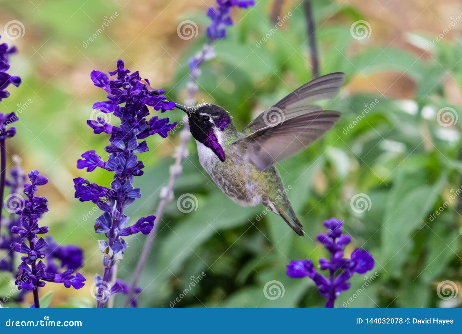 Purple Hummingbirds And Flowers