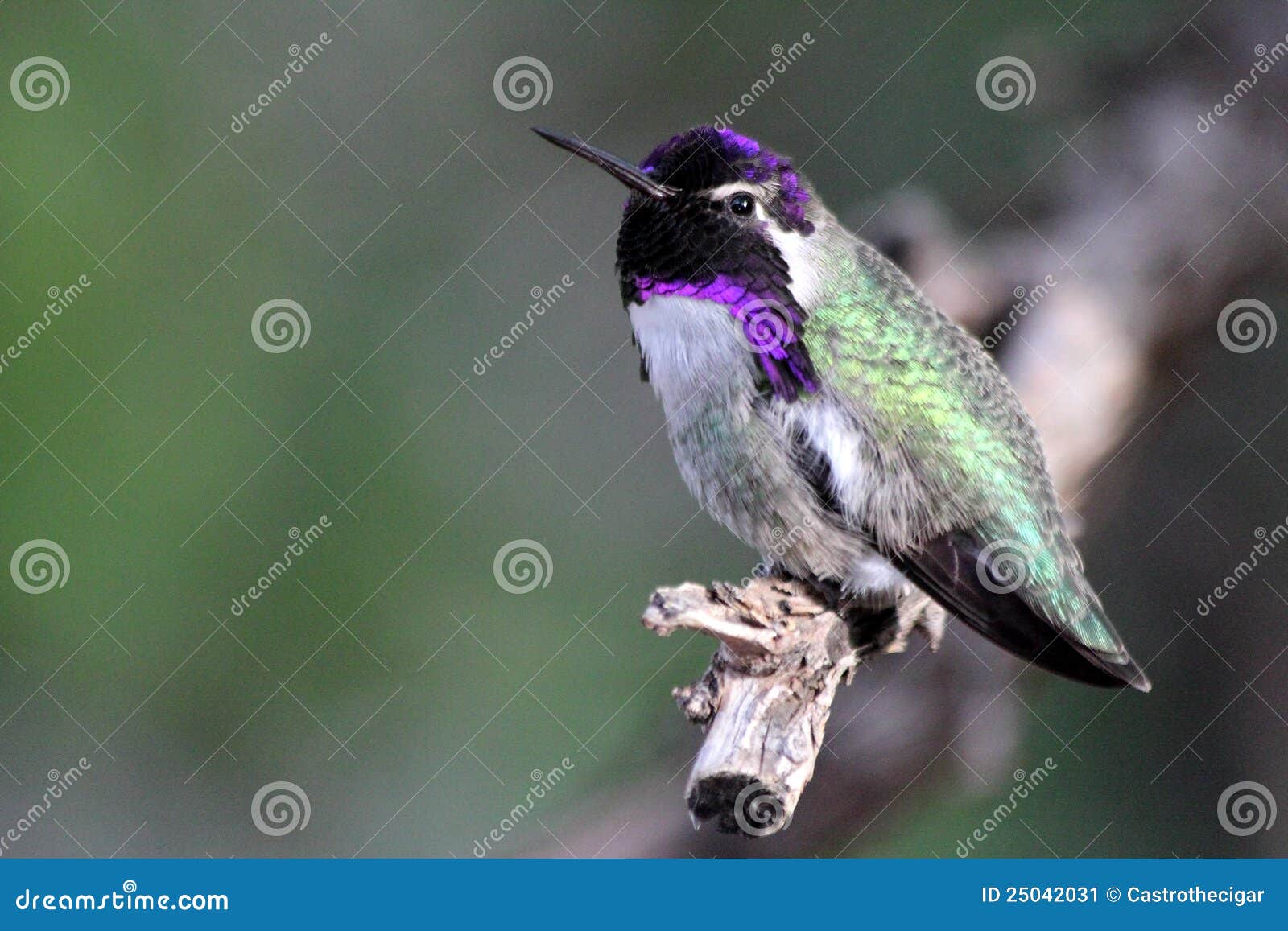 costa's hummingbird iridescence