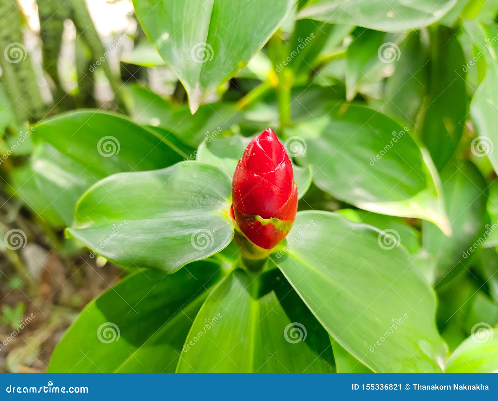 costus is flowering red in the garden green leaves blooming