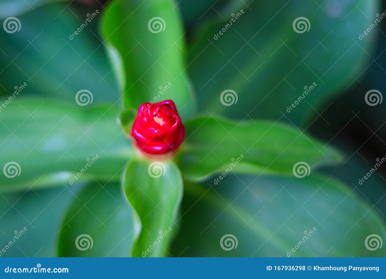 Costus Spicatus Also Known As Spiked Spiralflag Ginger Or Indian Head Ginger Is A Species Of Herbaceous Plant In The Costaceae Fa 库存照片 图片包括有植物群 花瓣