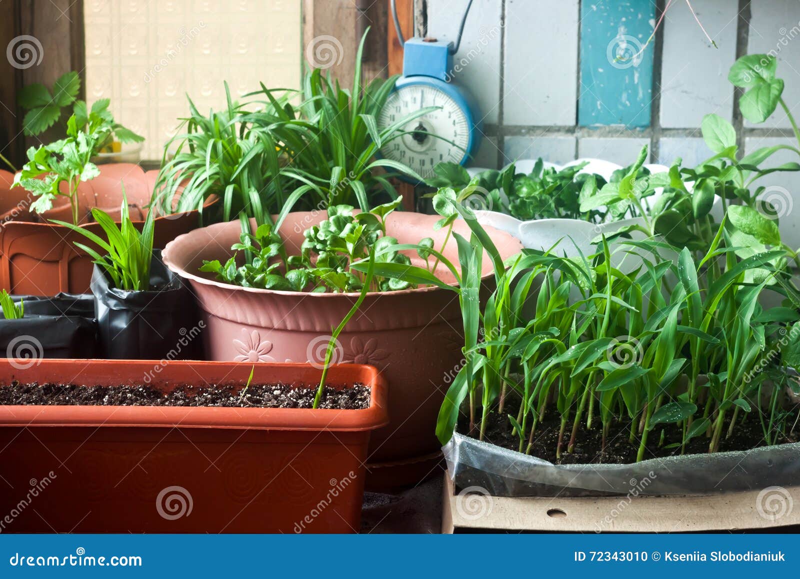 Cosy Balcony Garden Corn Seedling and Flowers Stock Photo Image of