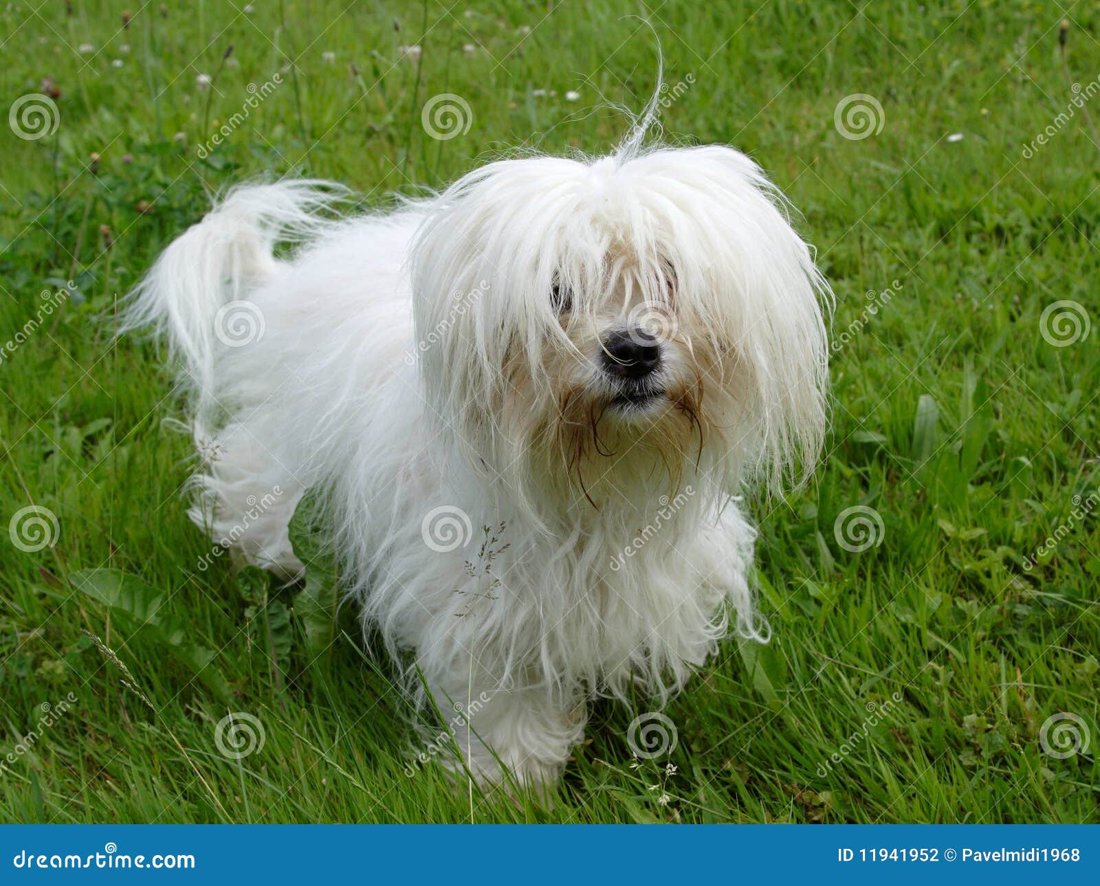 coton de tulear