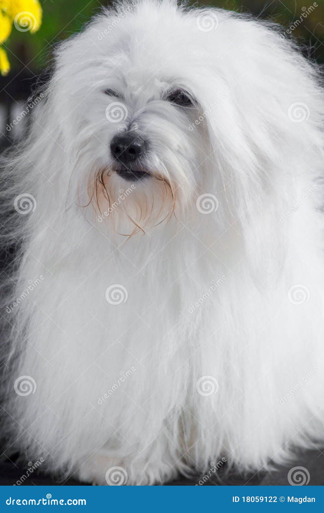 coton de tulear.